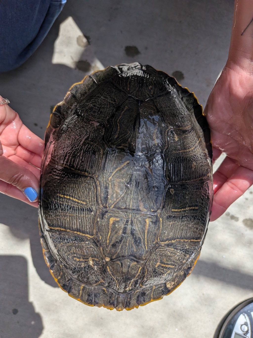 Shelter Stray Unknown Reptile last seen Near Avenida Consentido, San Diego, CA, 92128, 5500 Gaines St, San Diego, CA 92110, USA