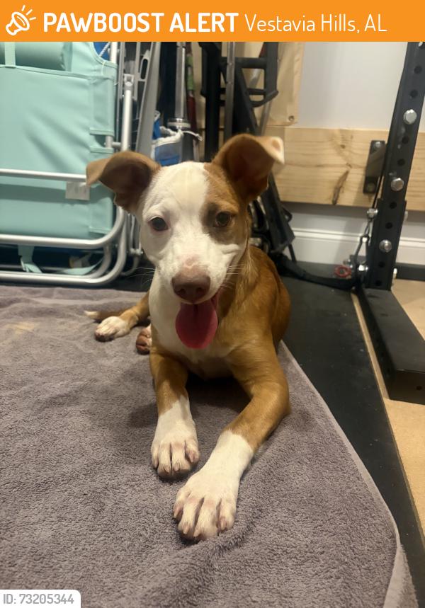 Found/Stray Female Dog last seen Bent River Road, Vestavia Hills, AL 35243
