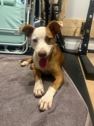 Found/Stray Female Dog last seen Bent River Road, Vestavia Hills, AL 35243