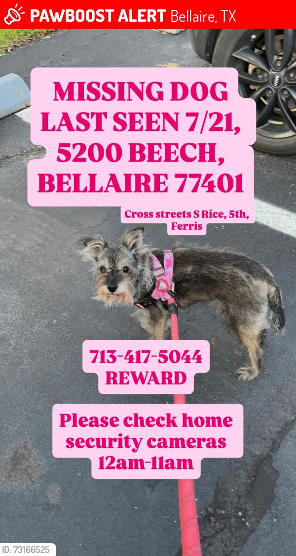 Lost Female Dog last seen Beech and 5th street, Bellaire, TX 77401