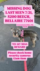 Lost Female Dog last seen Beech and 5th street, Bellaire, TX 77401