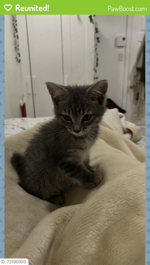Reunited Female Cat last seen Near côtes des neiges metro, Montréal, QC H4A 3J6