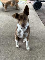 Reunited Male Dog last seen Pioneer & Newsom Mesquite Tx., Mesquite, TX 75149