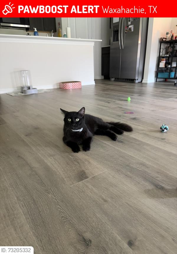 Lost Male Cat last seen DR Horton ests/Saddlebrook/Myrtle Creek area, Waxahachie, TX 75165