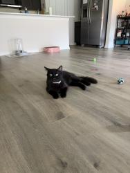 Lost Male Cat last seen DR Horton ests/Saddlebrook/Myrtle Creek area, Waxahachie, TX 75165