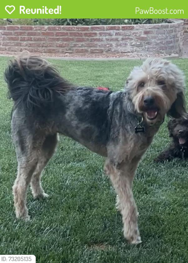 Reunited Female Dog last seen Campbell and Alta - Gated Neighborhood., Las Vegas, NV 89107