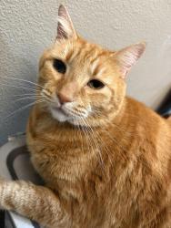 Lost Male Cat last seen Bell Gardens/ Commerce, Bell Gardens, CA 90201