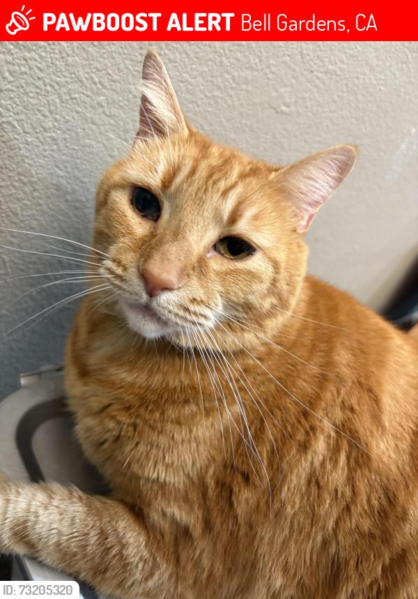 Lost Male Cat last seen Bell Gardens/ Commerce, Bell Gardens, CA 90201