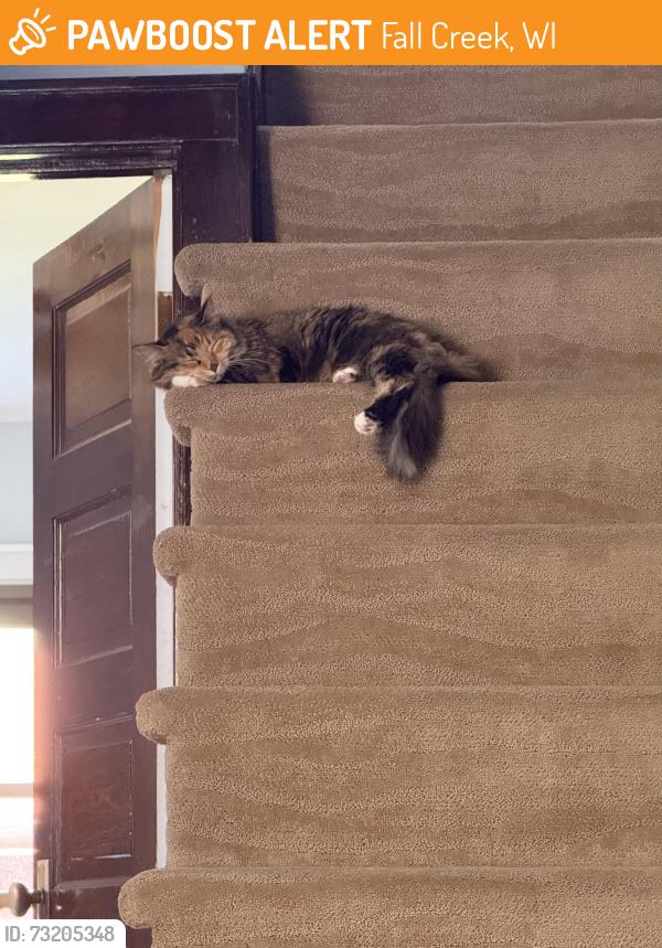 Found/Stray Female Cat last seen North of Fall Creek City Limits, Fall Creek, WI 54742