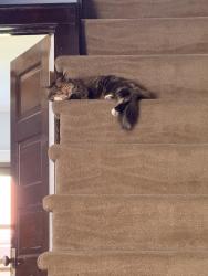 Found/Stray Female Cat last seen North of Fall Creek City Limits, Fall Creek, WI 54742
