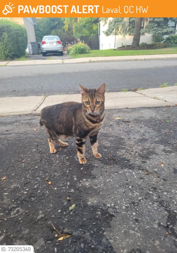 Found/Stray Unknown Cat last seen Levesques/ 88th, Laval, QC H7W