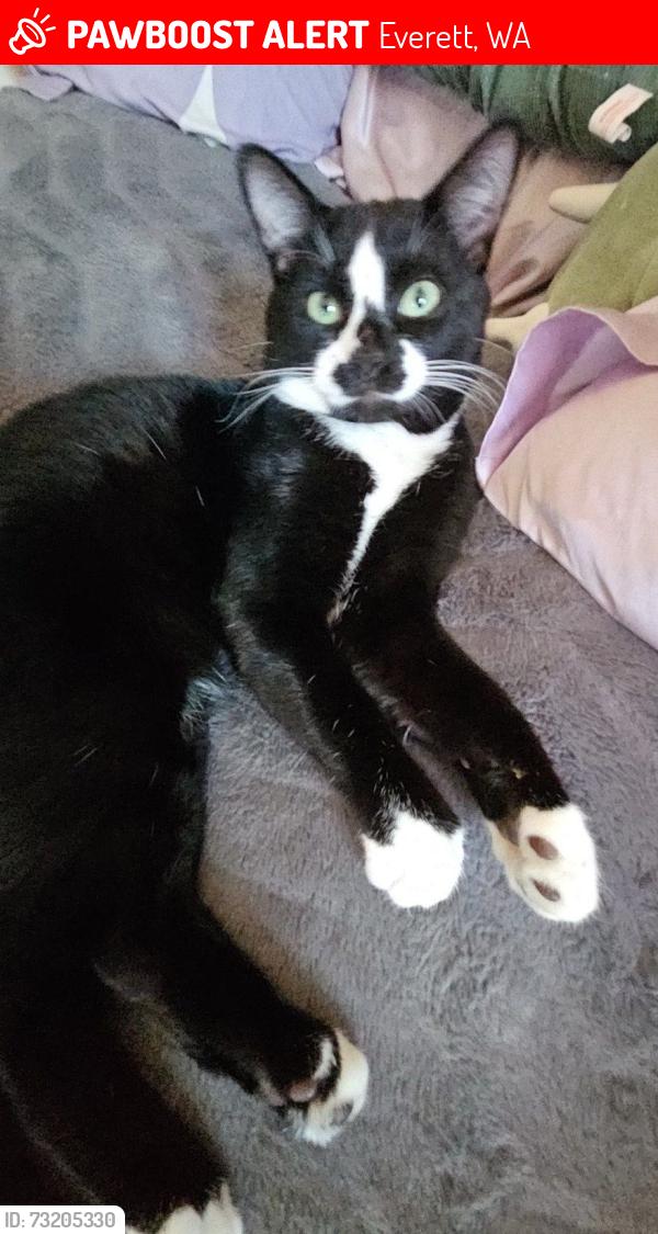 Lost Male Cat last seen Near 15th st, Everett, WA 98201