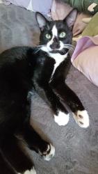 Lost Male Cat last seen Near 15th st, Everett, WA 98201