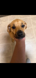 Lost Male Dog last seen Near E Windsor Dr, Denton TX, Denton, TX 76209