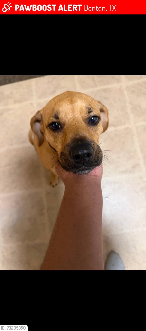 Lost Male Dog last seen Near E Windsor Dr, Denton TX, Denton, TX 76209