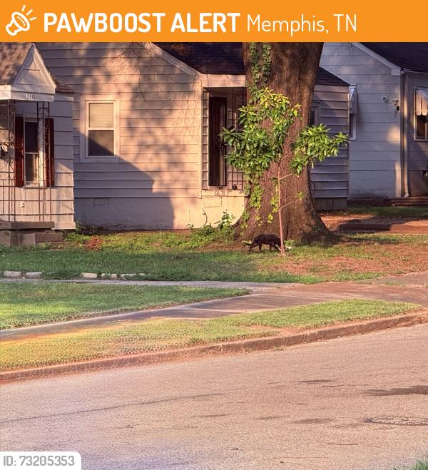 Found/Stray Unknown Dog last seen Hendricks Ave and S Prescott Rd, Memphis, TN 38111