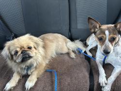 Reunited Female Dog last seen North creek blvd, in front of centennial crossing at Lenox place apmts, Goodlettsville, TN 37072