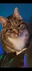 Reunited Female Cat last seen Rudd Farm, Greensboro, NC 27405