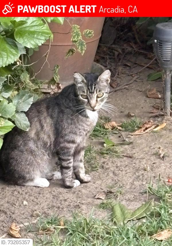 Lost Female Cat last seen Tyler Ave and Daneswood Drive, Arcadia, CA 91006