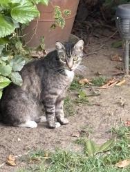 Lost Female Cat last seen Tyler Ave and Daneswood Drive, Arcadia, CA 91006