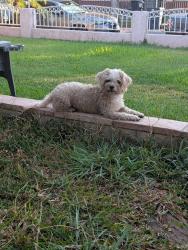 Reunited Male Dog last seen Santa ana PD, Santa Ana, CA 92703