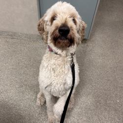 Shelter Stray Male Dog last seen , 8464 Beach Blvd, Jacksonville, FL 32216, USA