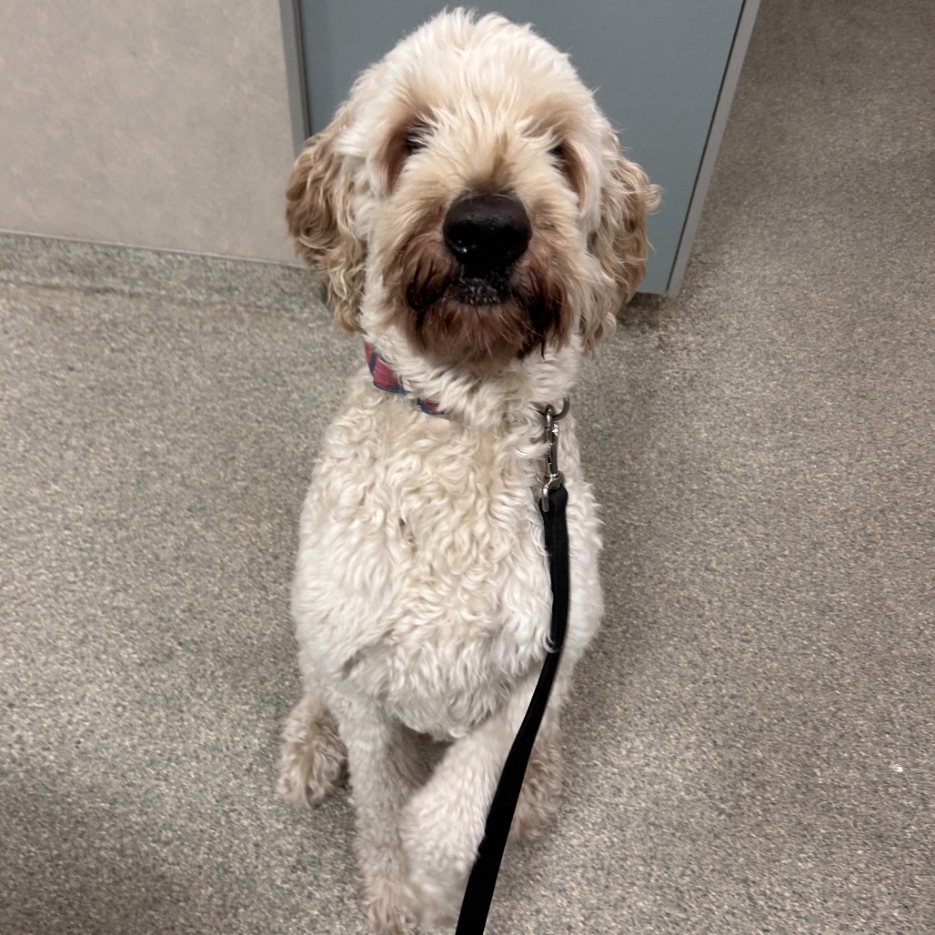Shelter Stray Male Dog last seen , 8464 Beach Blvd, Jacksonville, FL 32216, USA