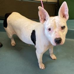Shelter Stray Female Dog last seen , 2350 Appling City Cove, Memphis, TN 38133, USA