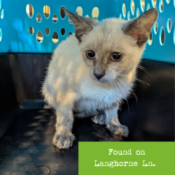 Shelter Stray Female Cat last seen , 1211 Old Graves Mill Rd, Lynchburg, VA 24502, USA