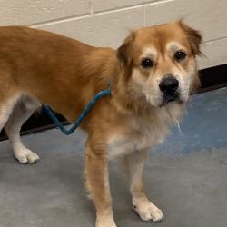 Shelter Stray Male Dog last seen , 2350 Appling City Cove, Memphis, TN 38133, USA