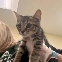 Shelter Stray Male Cat last seen , 1211 Old Graves Mill Rd, Lynchburg, VA 24502, USA