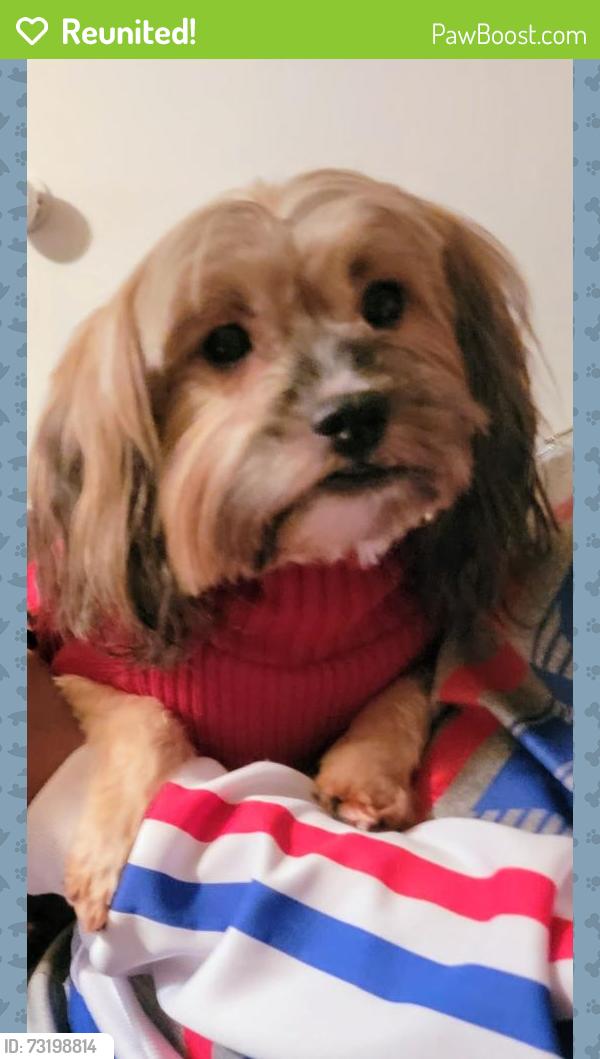 Reunited Female Dog last seen Mosslake and Sagewood, DeSoto, TX 75115