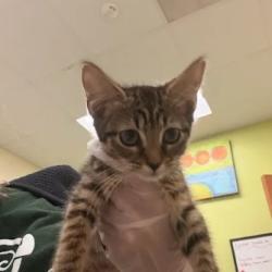 Shelter Stray Female Cat last seen , 1211 Old Graves Mill Rd, Lynchburg, VA 24502, USA