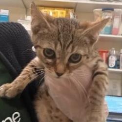 Shelter Stray Male Cat last seen , 1211 Old Graves Mill Rd, Lynchburg, VA 24502, USA