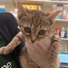 Shelter Stray Male Cat last seen , 1211 Old Graves Mill Rd, Lynchburg, VA 24502, USA