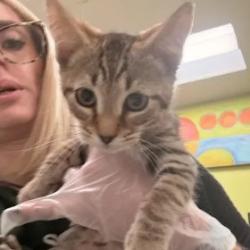 Shelter Stray Female Cat last seen , 1211 Old Graves Mill Rd, Lynchburg, VA 24502, USA