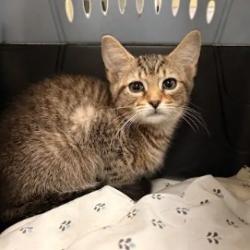 Shelter Stray Male Cat last seen , 1211 Old Graves Mill Rd, Lynchburg, VA 24502, USA