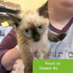 Shelter Stray Male Cat last seen , 1211 Old Graves Mill Rd, Lynchburg, VA 24502, USA