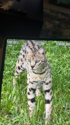 Reunited Unknown Cat last seen Near, Cape Coral, FL 33993