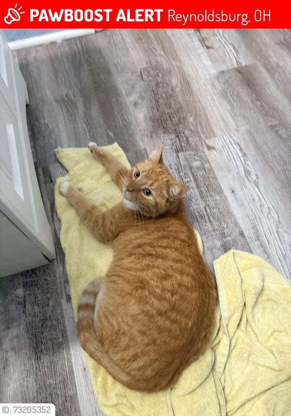 Lost Male Cat last seen Livingston, Reynoldsburg, OH 43068