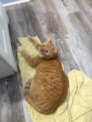 Lost Male Cat last seen Livingston, Reynoldsburg, OH 43068
