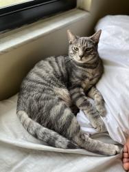 Reunited Male Cat last seen Near N lockwood Ridge rd, Sarasota Fl 34237, Sarasota, FL 34237
