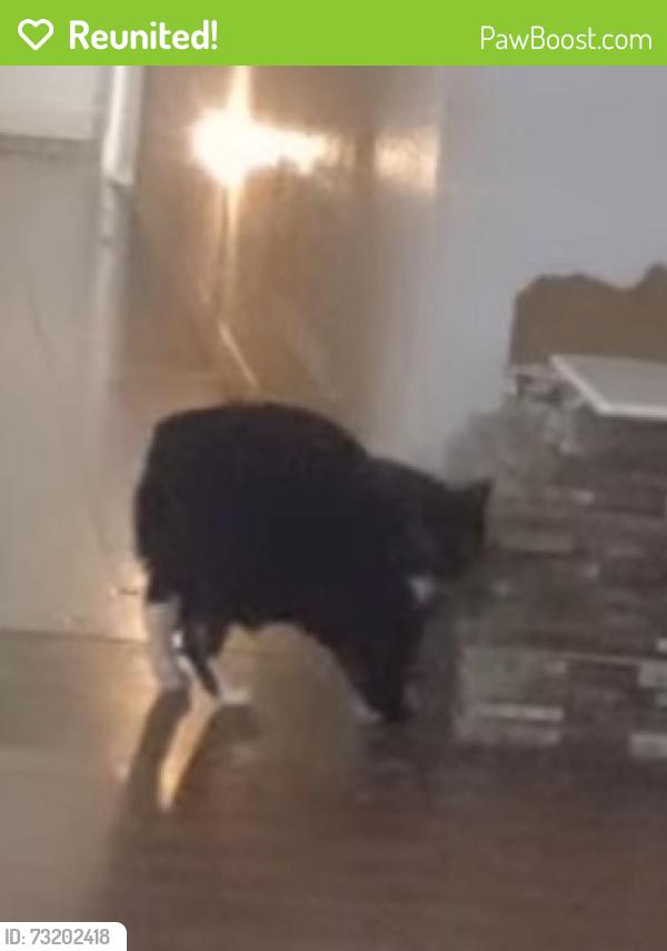 Reunited Female Cat last seen Beltline and Buttermilk, Garland, TX 75044