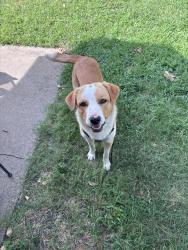 Found/Stray Male Dog last seen Lubbock, Fort Worth, TX 76133