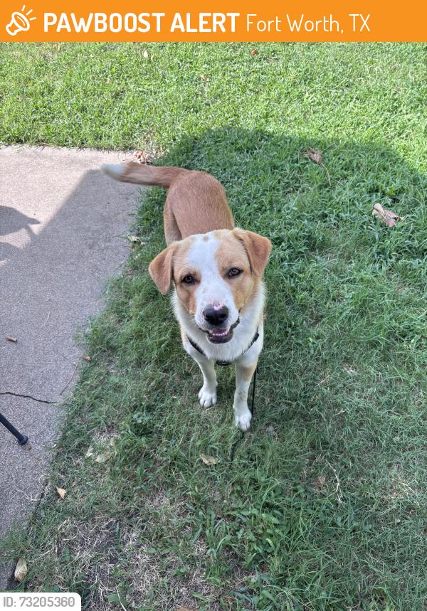 Found/Stray Male Dog last seen Lubbock, Fort Worth, TX 76133