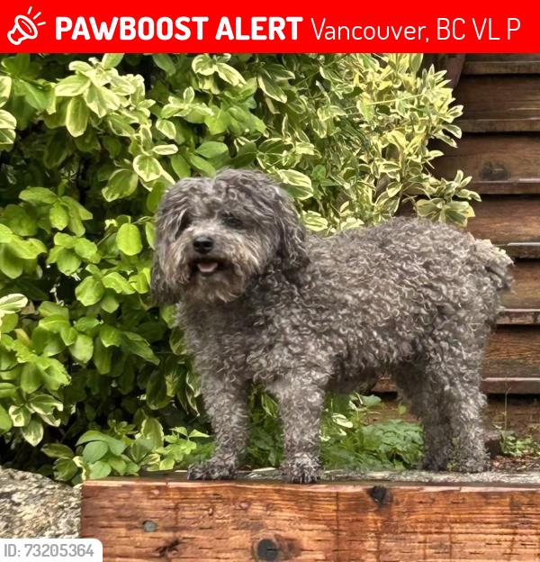 Lost Female Dog last seen Valdez park, Vancouver, BC V6L 1P6