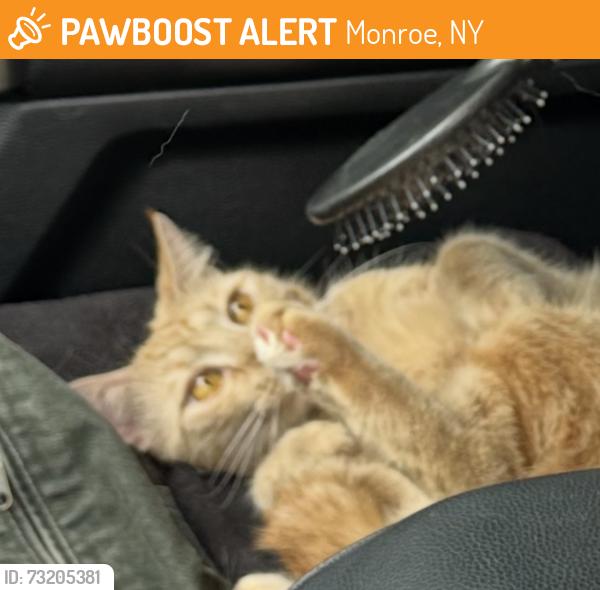 Found/Stray Unknown Cat last seen Monroe, Monroe, NY 10950