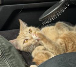 Found/Stray Unknown Cat last seen Monroe, Monroe, NY 10950