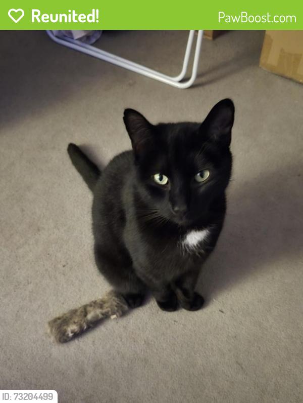 Reunited Male Cat last seen Mickleover, Mickleover, England 