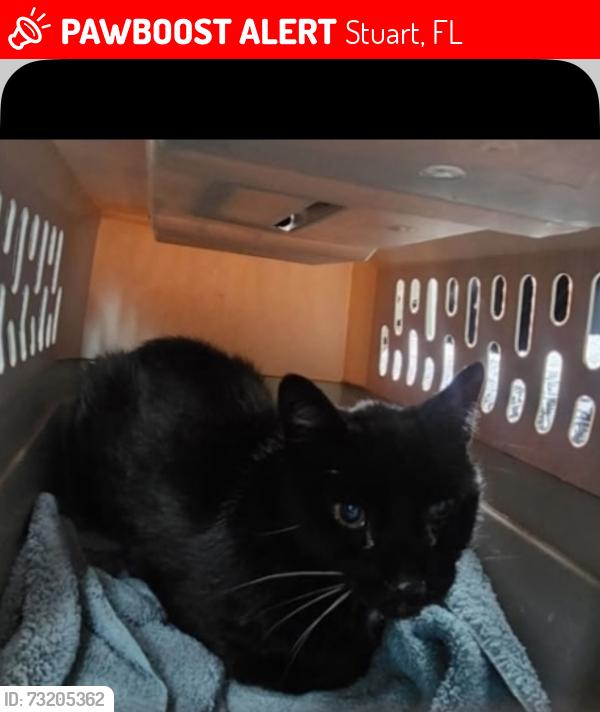 Lost Male Cat last seen Ebbtide and Salerno Road, Stuart, FL 34997